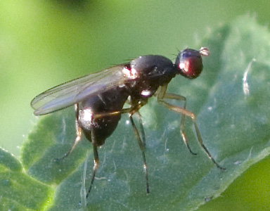 Sepsidae.